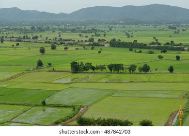 rice field background