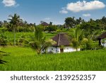 rice field with beautiful landsacpe and coconut trees, wooden house and blue sky with white clouds
