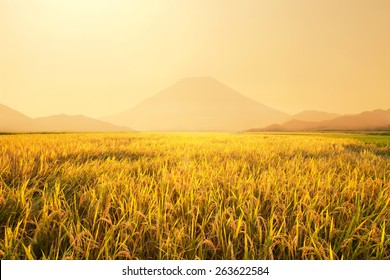 Rice Field With Beautiful Sunset Sky