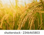 Rice field. Close up yellow rice seed ripe and green leaves on nature background. Beautiful golden rice field and ear of rice. 