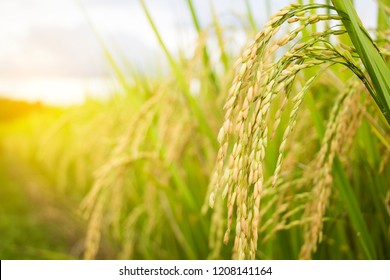 Rice Field, Close Up Yellow Rice Seed Ripe And Green Leaves And Cloudy On Nature Background.