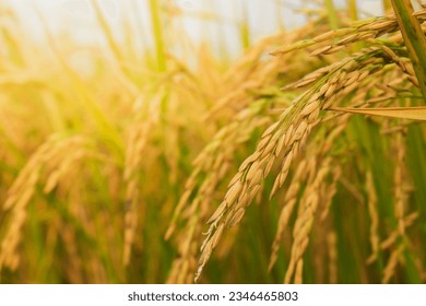 Rice field. Close up yellow rice seed ripe and green leaves on nature background. Beautiful golden rice field and ear of rice.  - Shutterstock ID 2346465803