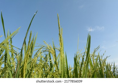32,004 Lush rice Images, Stock Photos & Vectors | Shutterstock