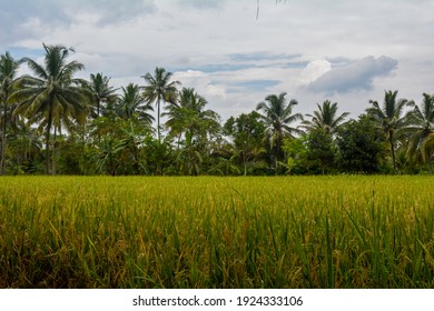 2,320 Road coconut farm Images, Stock Photos & Vectors | Shutterstock