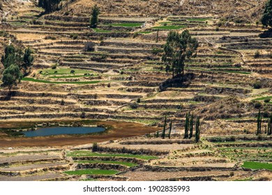 Rice Field At Colca Canyon, Peru