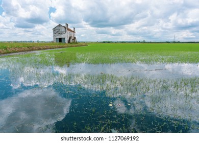 Rice Field In Coruche; Ribatejo; Portugal