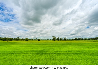 Rice field (green) with cloudy blue sky. Traditional rice agriculture which normally located in country side of Thailand.