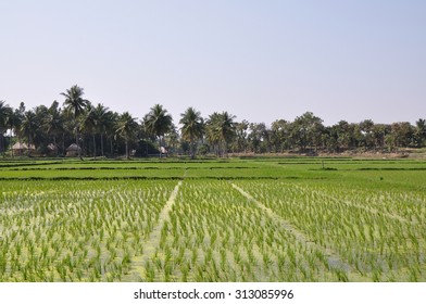 Rice Field At Hampi, India