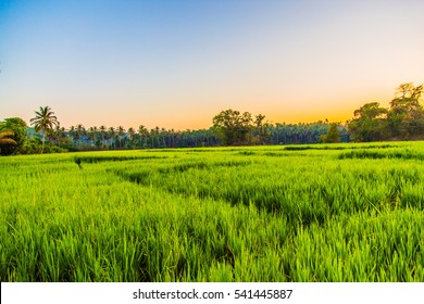 19,034 Rice field india Images, Stock Photos & Vectors | Shutterstock