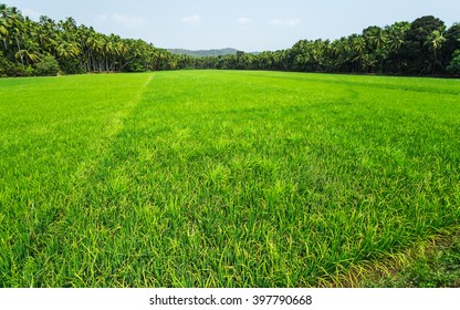 Rice Field. India, Goa.