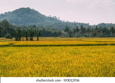   Rice Field In India, Kerala