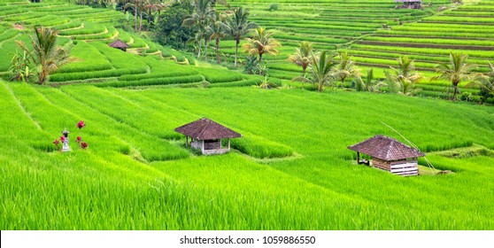 Rice Field Of Jatiluwih In Bali