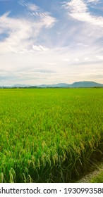 Rice field in local area of Indonesia