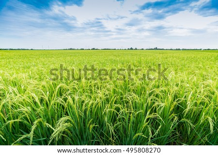 Rice field in local area of Thailand