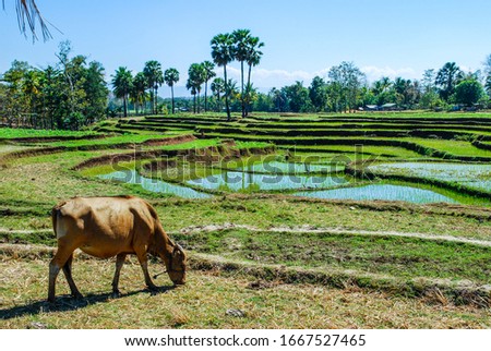 rice field in maliana, East Timor