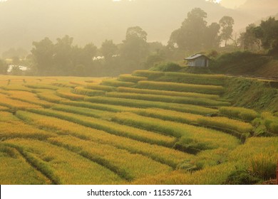 Rice field in morning fog on yellow terraced  ,Thailand - Shutterstock ID 115357261