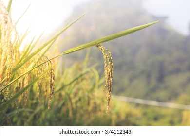 96,693 Thai rice field Images, Stock Photos & Vectors | Shutterstock