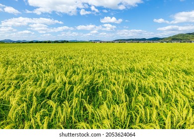 Rice Field And Rice On Autumn In Japan