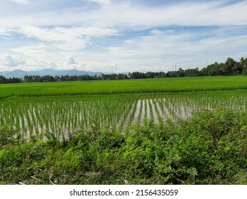 Rice Field On Lake Maninjau