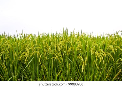 749,090 Rice Fields Stock Photos, Images & Photography | Shutterstock