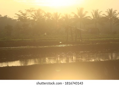 A Rice Field With An Overexposed Light Background