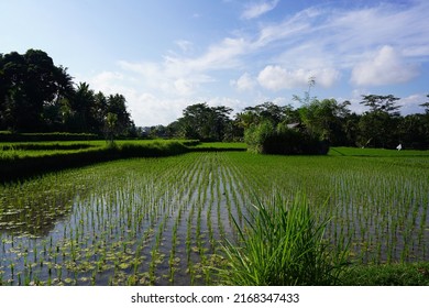 Rice Field Paddy In Bali With Blue Sky Above