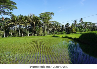 Rice Field Paddy In Bali With Blue Sky Above - 2