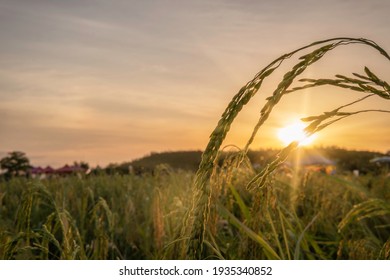 Rice field plant in sunset background concept for yellow cereal farm agriculture garden nature farm corp, Spring sunrise in China farmland. Farm Indonesia harvest rye reap cultivation gold spike fall. - Shutterstock ID 1935340852
