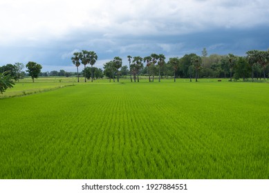The rice field in the rainy season 