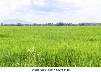 Rice Field In Roraima State, Brazil