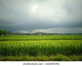 Rice Field Sawah Padi Hijau When Afternoon 