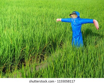 Rice field with scarecrow. Landscape view green tone make a filling fresh. - Powered by Shutterstock