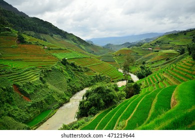 Rice Field Shapes Like Rice Dishes Stock Photo 471219644 | Shutterstock