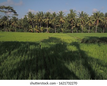 Rice Field South East Asia Bali Stock Photo 1621732270 | Shutterstock