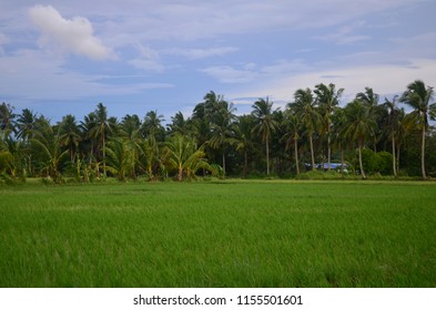 Abandoned Hut Rice Field Stock Photo (Edit Now) 1558659284