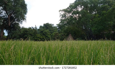 1,565 Straw Tent Images, Stock Photos & Vectors | Shutterstock