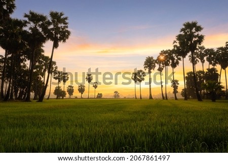Rice field and sugar palm tree with sunrise background in the morning, Ayutthaya, Thailand