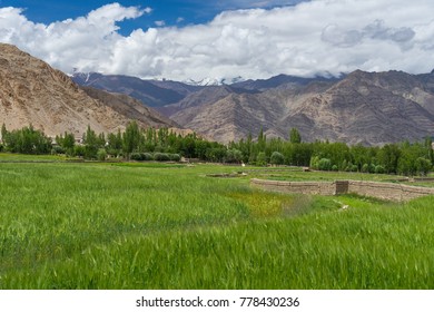 Rice field in summer in Leh city, Ladakh, India, Asia - Shutterstock ID 778430236