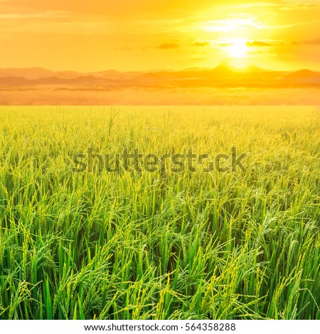 Rice field in sunrise time for background.