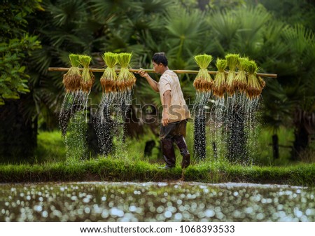 rice field sunset time,The Farmer planting on the organic paddy rice farmland,Thailand