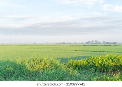 Rice Field, Taro Leaves And Cloud Blue Sky At The Countryside In Thai Binh Province, North Vietnam. Peaceful Rural Town Landscape, Agriculture Growing Zone