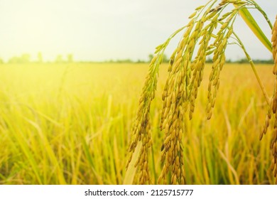 Rice Field At Thailand. Close Up Yellow Rice Seed Ripe And Green Leaves On Nature Background At Thailand, Close-up To Thai Rice Seeds In Ear Of Paddy.  Ear Of Rice.