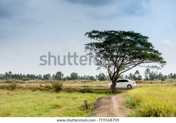 rice\
field tree car road and sky in different feeling, background for\
people life Agriculture business or any art\
work.