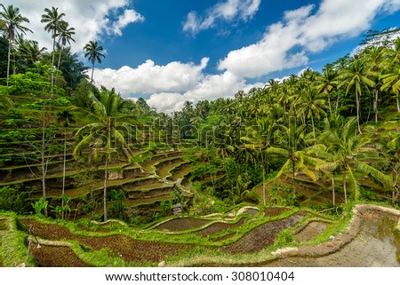 Rice field of Ubud Bali