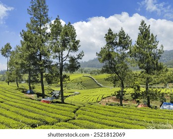 A rice field with vibrant green terraces and tall trees in the middle, located on a hillside. Photographed on a sunny day using natural light, showcasing the lush greenery and clear sky - Powered by Shutterstock