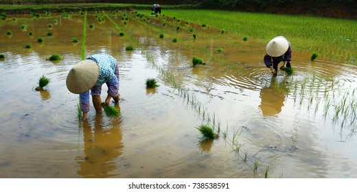 Rice Field Worker	