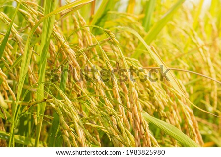 Rice field.Ears of golden rice.Close up to thai rice seeds in ear of paddy.