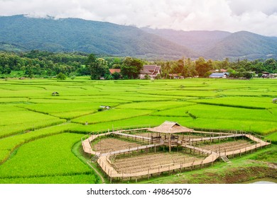 Rice Field,Nan,Thailand