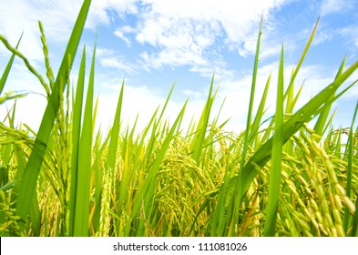 Rice Fields