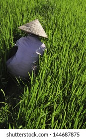 Rice fields